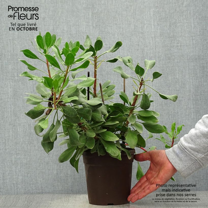 Esemplare di Protea cynaroides Little Prince - Protea Re Vaso da 2L/3L come consegnato in autunno