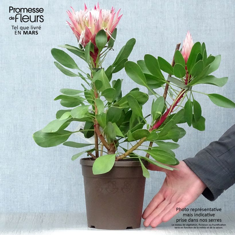 Protea cynaroides Little Prince - Protea Re Vaso da 2L/3L esemplare consegnato in primavera