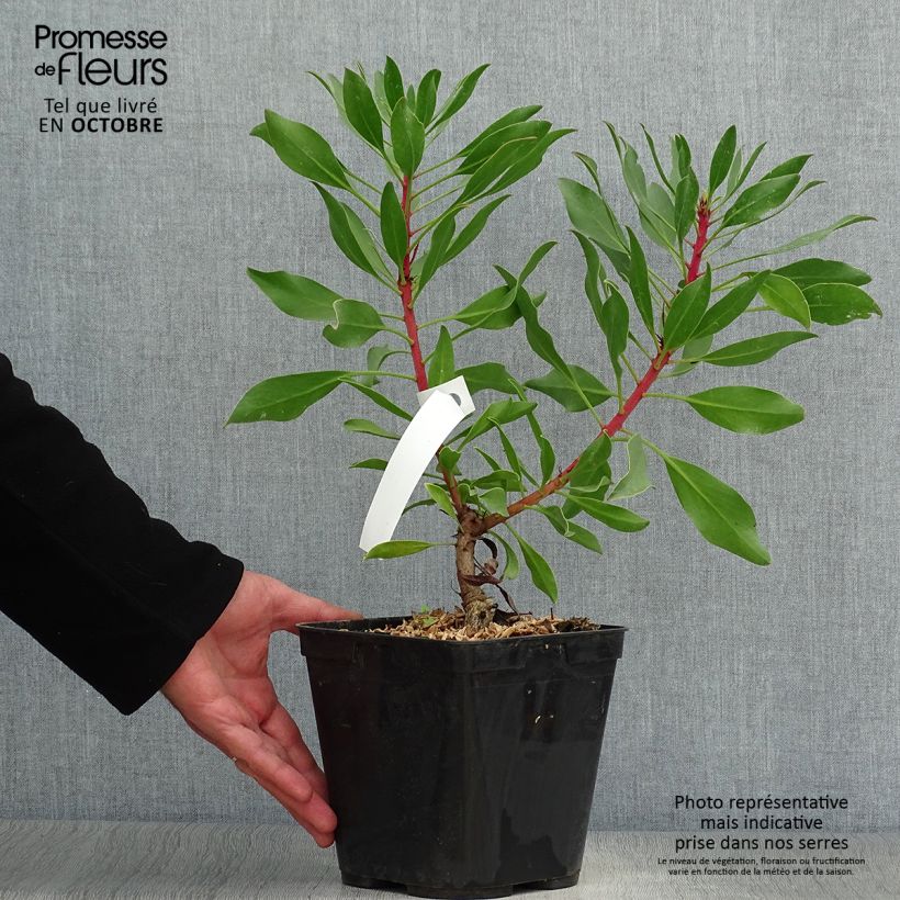 Esemplare di Protea Pink Crown Vaso da 4L/5L come consegnato in autunno