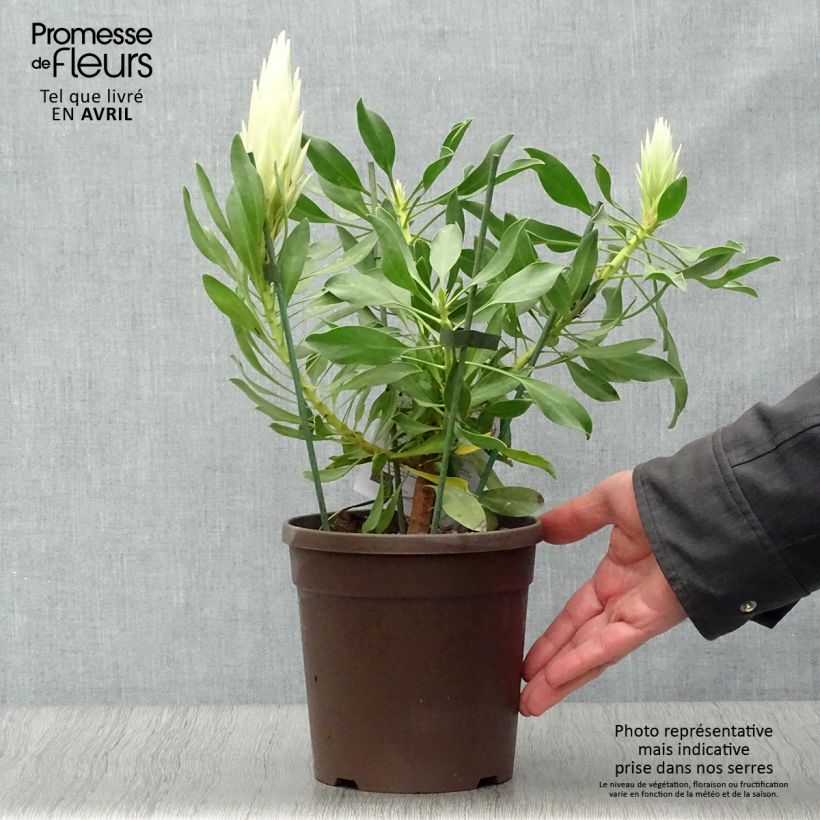 Protea cynaroides White Crown - Protea Re Vaso da 2L/3L esemplare consegnato in primavera