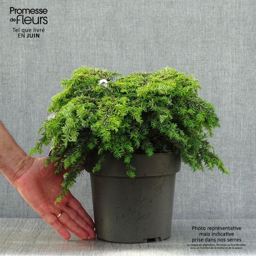 Esemplare di Tsuga canadensis Nana Vaso da 3L/4L consegnato in estate