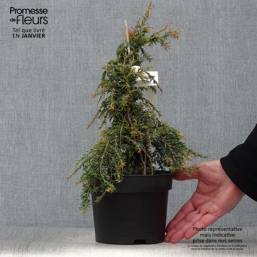 Tsuga canadensis Pendula Vaso da 2L/3L esemplare consegnato in inverno