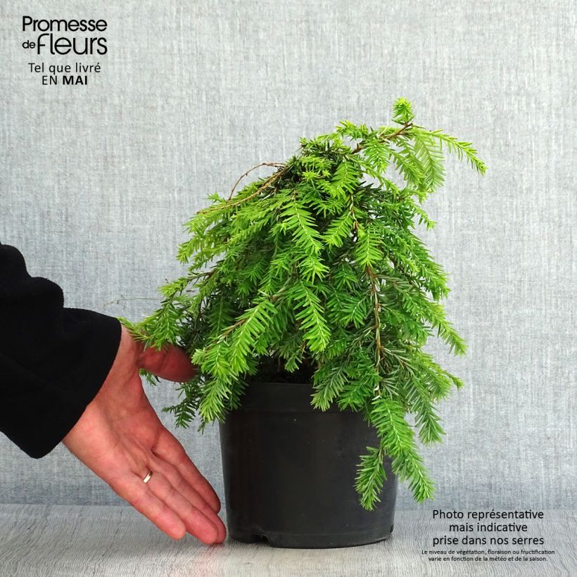 Tsuga canadensis Pendula Vaso da 2L/3L esemplare consegnato in primavera