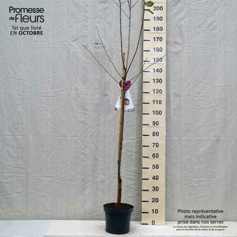 Esemplare di Prugna Hauszwetsche Vaso da 7,5L/10L, Vaso impalcato medio come consegnato in autunno