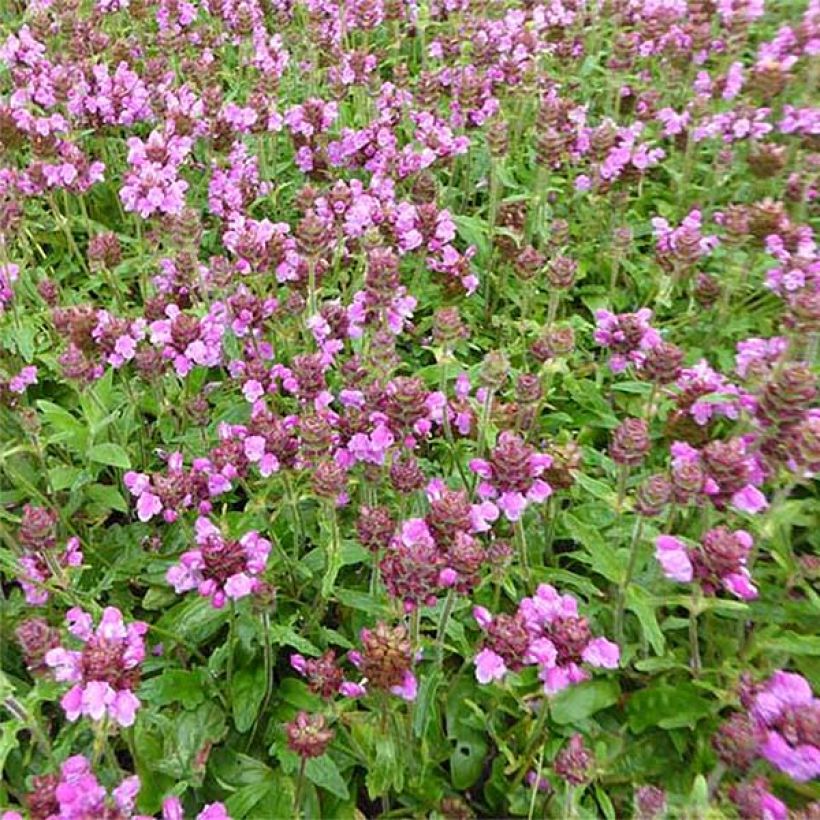 Prunella webbiana Rosea (Fioritura)