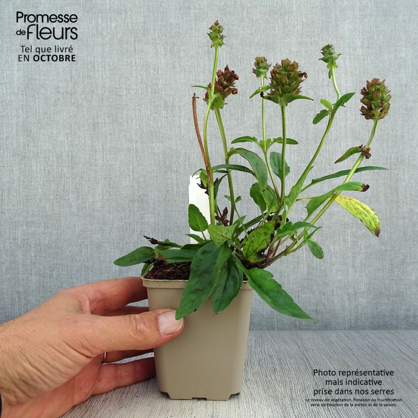 Esemplare di Prunella grandiflora Altenberg Rosa Vasetto da 8/9 cm come consegnato in autunno