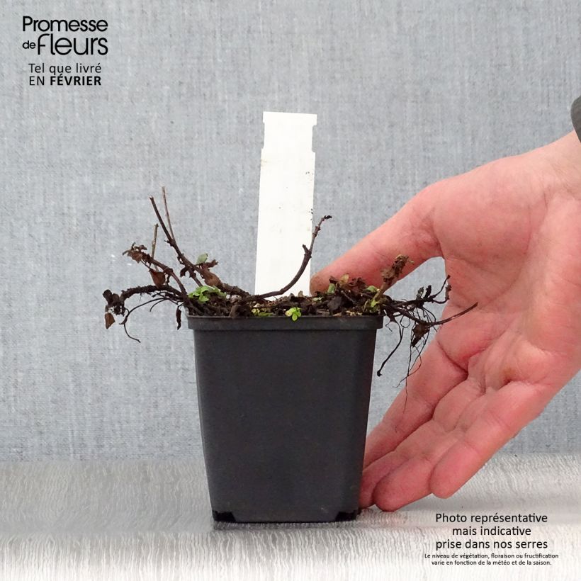 Prunella grandiflora Altenberg Rosa Vasetto da 8/9 cm esemplare consegnato in inverno