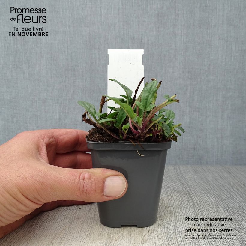 Esemplare di Prunella grandiflora Bella Deep Rose Vasetto da 7/8 cm come consegnato in autunno