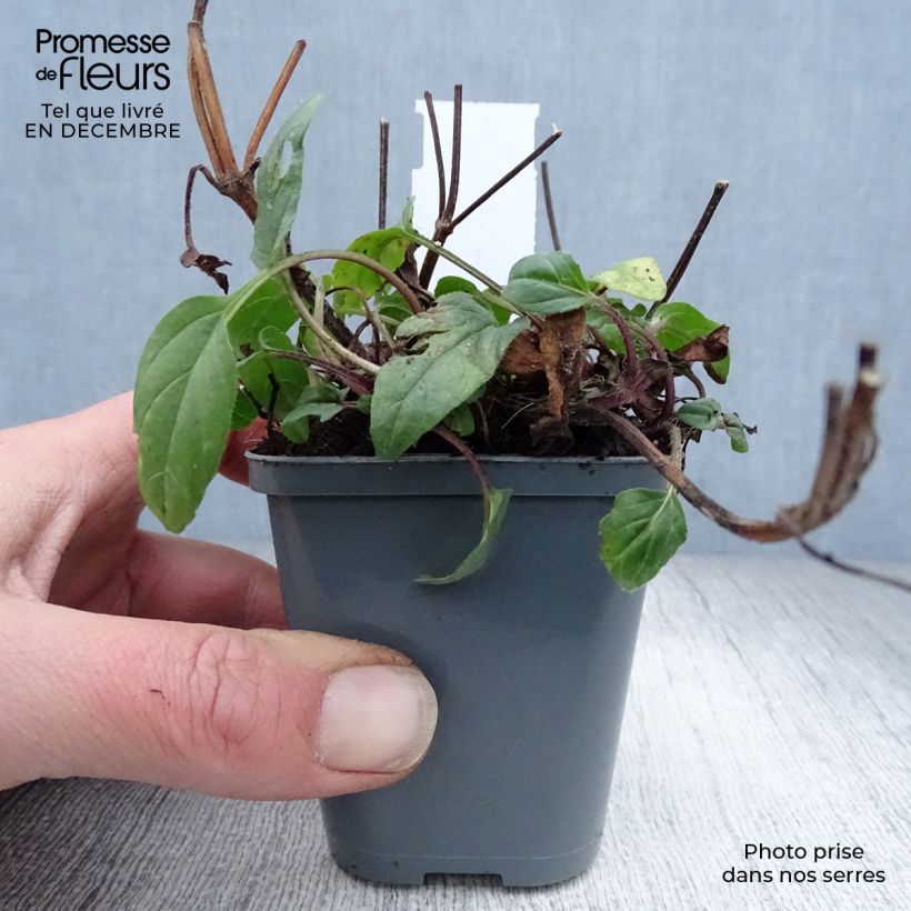 Prunella grandiflora Bella Deep Rose Vasetto da 7/8 cm esemplare consegnato in inverno