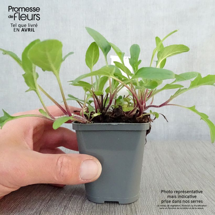 Prunella grandiflora Bella Deep Rose Vasetto da 7/8 cm esemplare consegnato in primavera