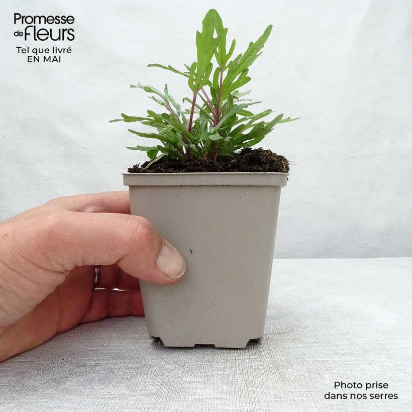 Prunella grandiflora Pink Loveliness Vasetto da 8/9 cm esemplare consegnato in primavera