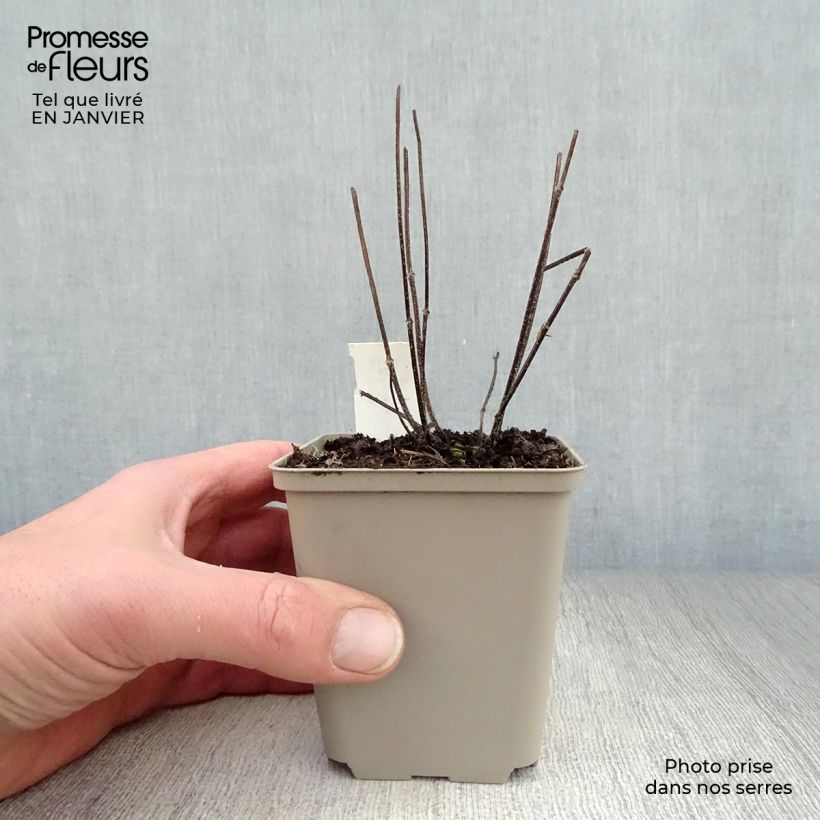 Prunella grandiflora Pink Loveliness Vasetto da 8/9 cm esemplare consegnato in inverno