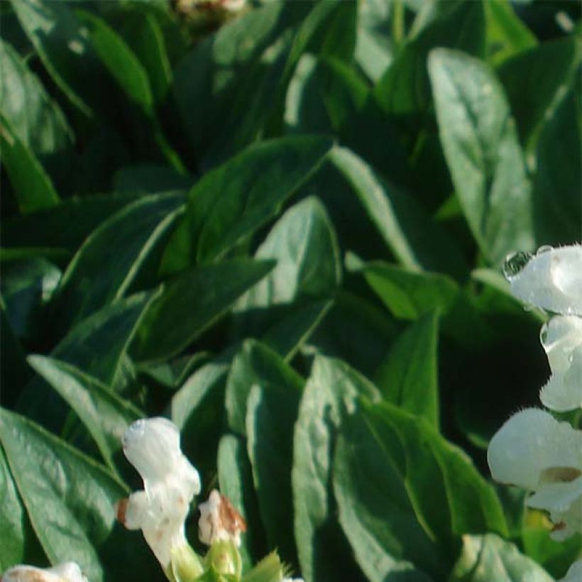 Prunella grandiflora White Loveliness (Fogliame)
