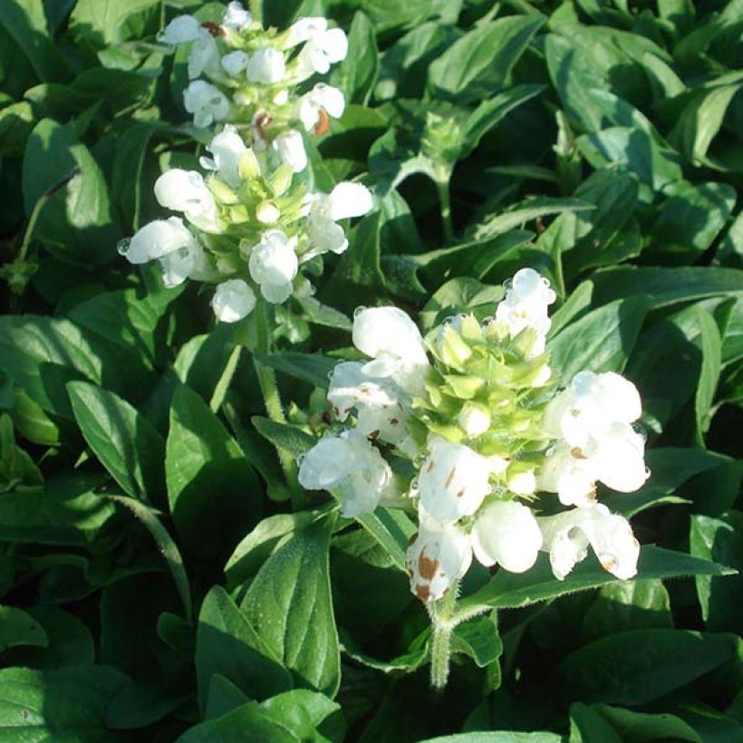 Prunella grandiflora White Loveliness (Fioritura)