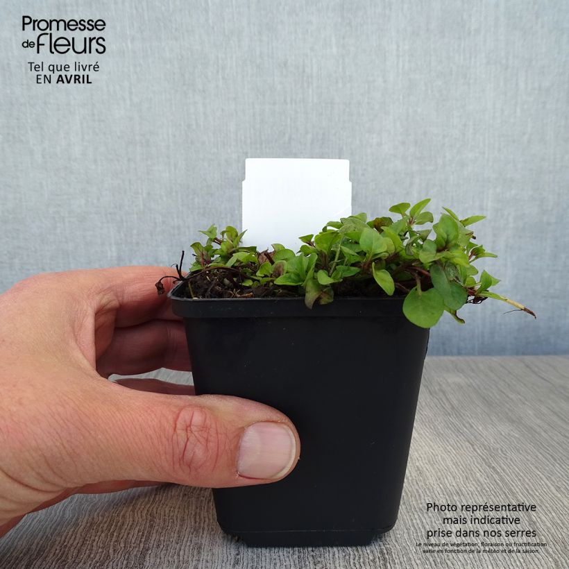 Prunella vulgaris - Brunella Vasetto da 8/9 cm esemplare consegnato in primavera