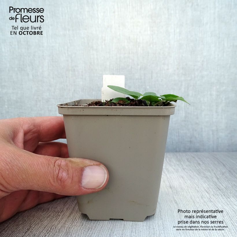 Esemplare di Prunella webbiana Rosea Vasetto da 8/9 cm come consegnato in autunno