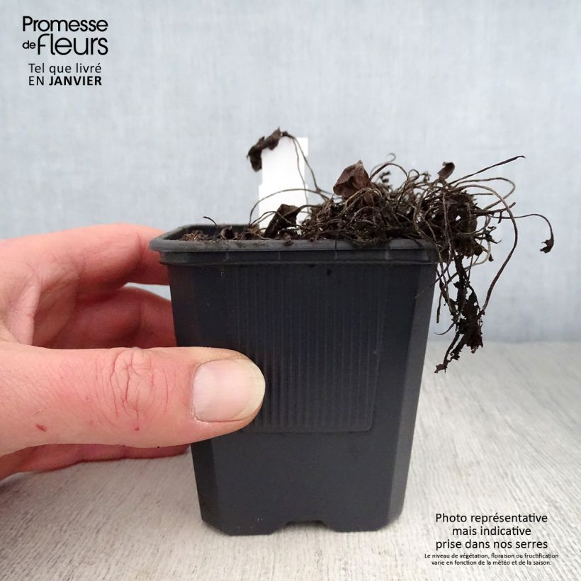 Prunella webbiana Rosea Vasetto da 8/9 cm esemplare consegnato in inverno