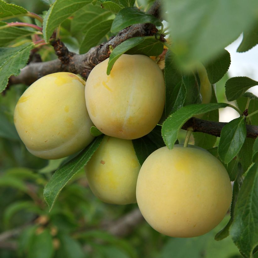 Prugna Prune d'Ente Blanche (Raccolta)