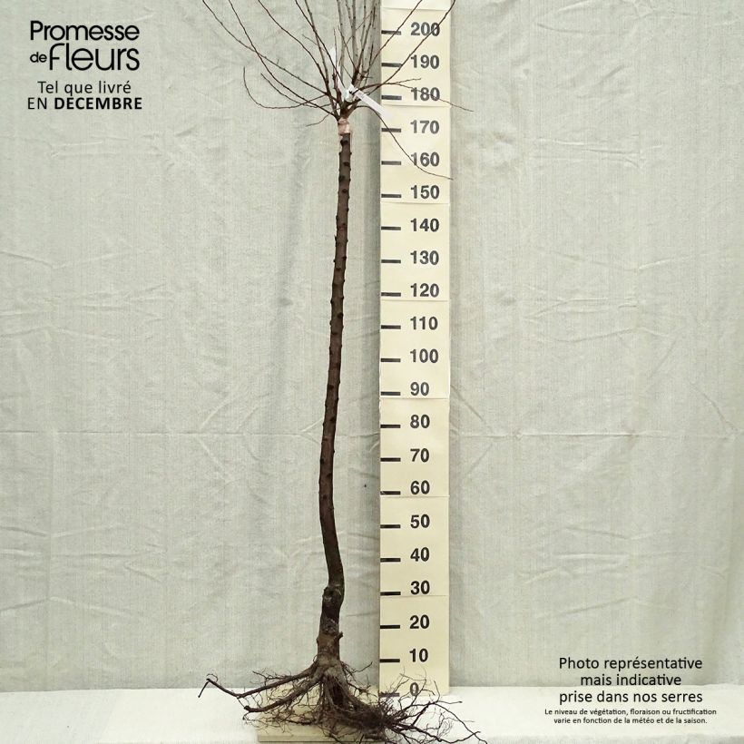 Prugna Altesse Simple Piante grandi a radice nuda, Vaso impalcato medio esemplare consegnato in inverno