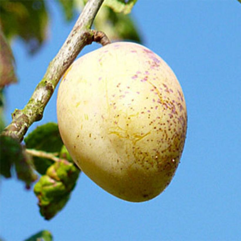 Susino Quetsche Blanche de Létricourt (Raccolta)