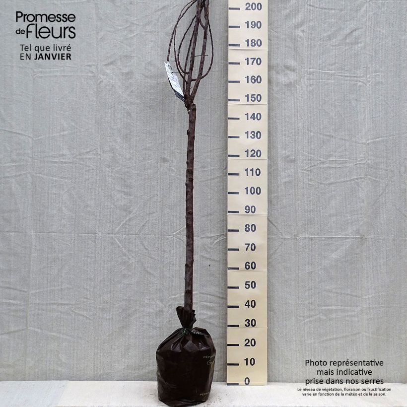 Susino Quetsche Blanche de Létricourt Zolla 'Pronta da piantare', Vaso impalcato medio esemplare consegnato in inverno