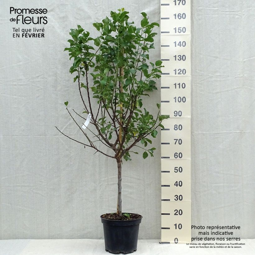 Esemplare di Prugna Regina Claudia Dorée ou verte Vaso da 7,5L/10L, Vaso impalcato medio come consegnato in autunno