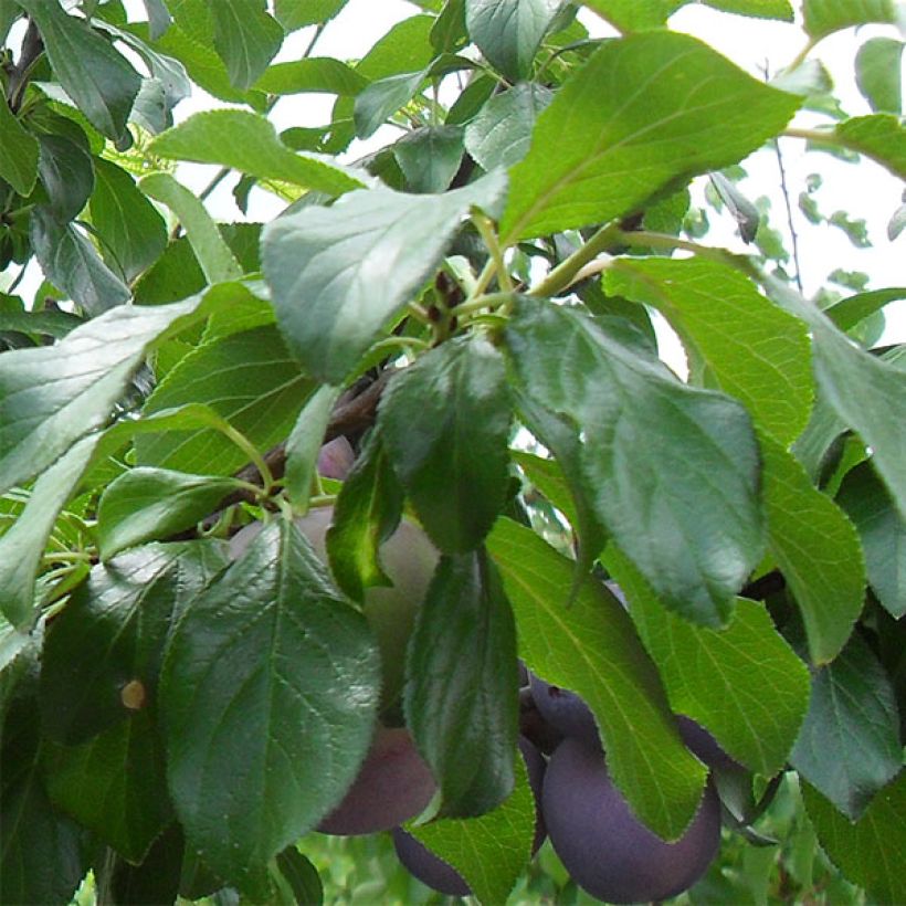 Prugna Regina Claudia Violetta (Fogliame)