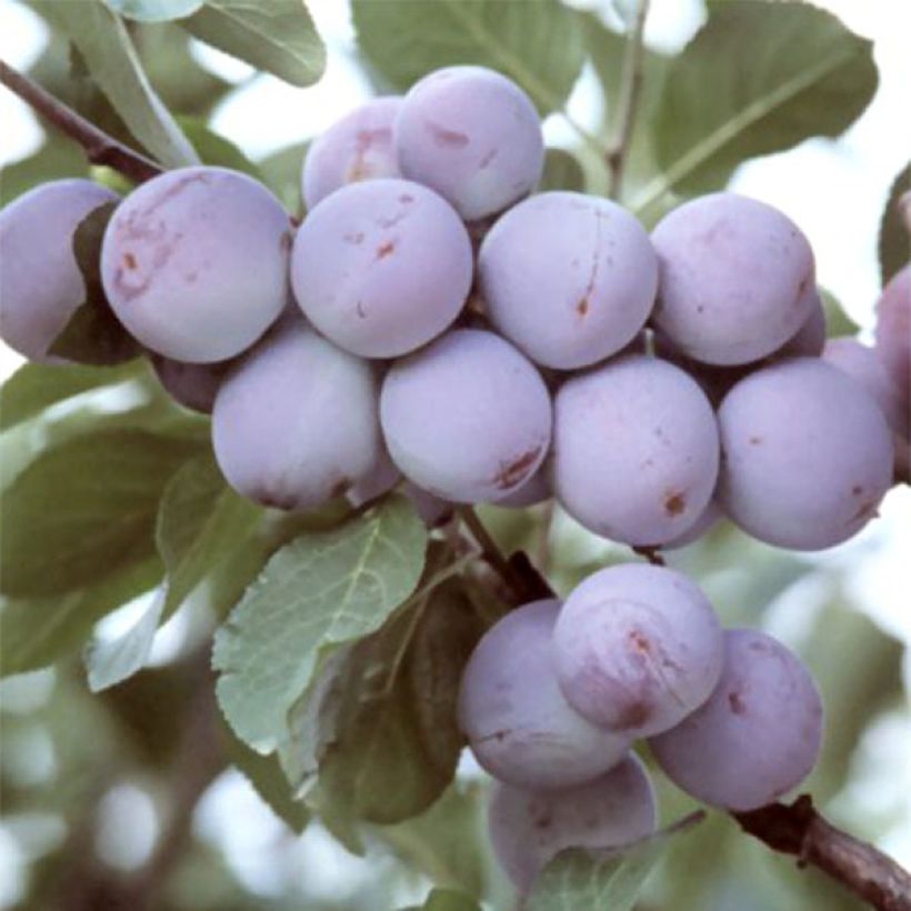 Prugna Regina Claudia Violetta (Raccolta)
