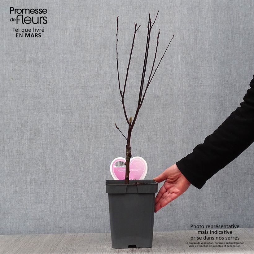 Prunus cerasifera Nigra - Ciliegio da fiore Vaso da 4L/5L esemplare consegnato in inverno
