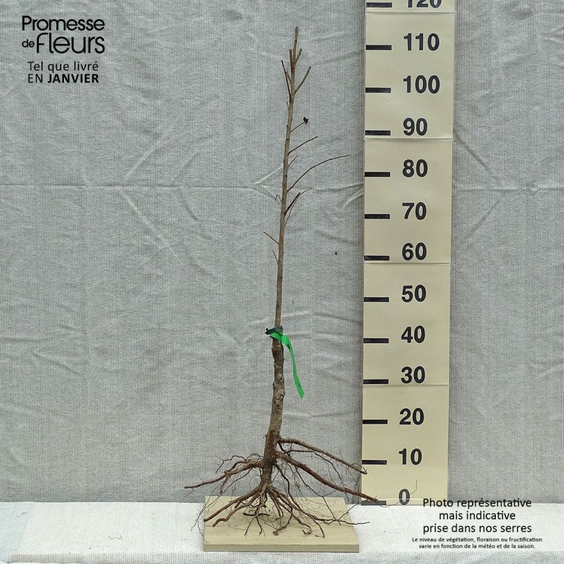 Susino cino-giapponese Allo - Prunus x salicina Piante grandi a radice nuda, Astone esemplare consegnato in inverno