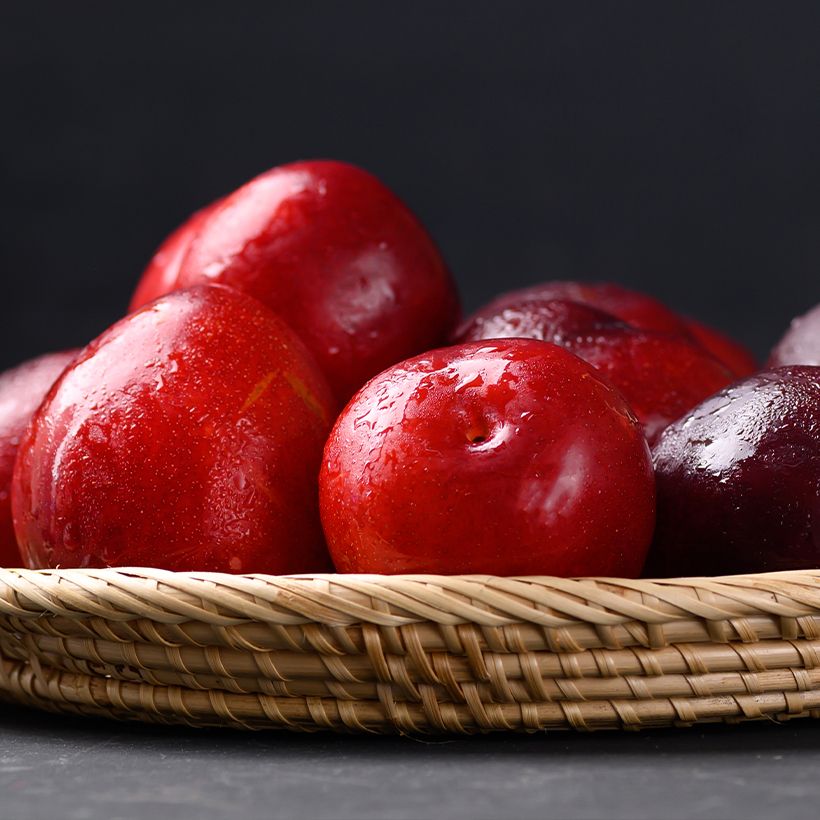 Susino cino-giapponese Allo - Prunus x salicina (Raccolta)