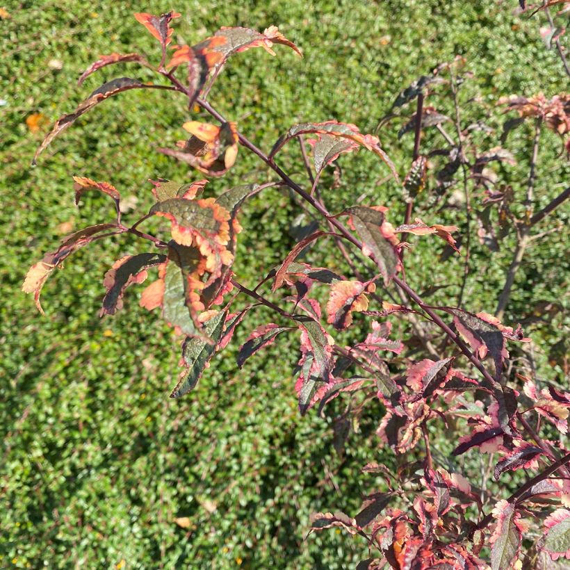 Prunus cerasifera Hessei - Ciliegio da fiore (Fogliame)