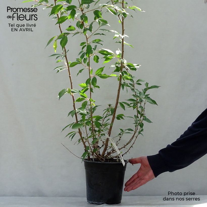Prunus Okame - Ciliegio da fiore Vaso da 4L/5L esemplare consegnato in primavera