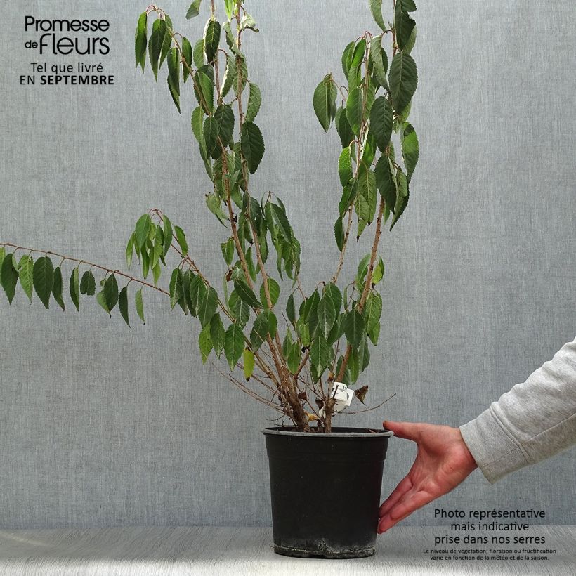 Esemplare di Prunus Okame - Ciliegio da fiore Vaso da 4L/5L come consegnato in autunno