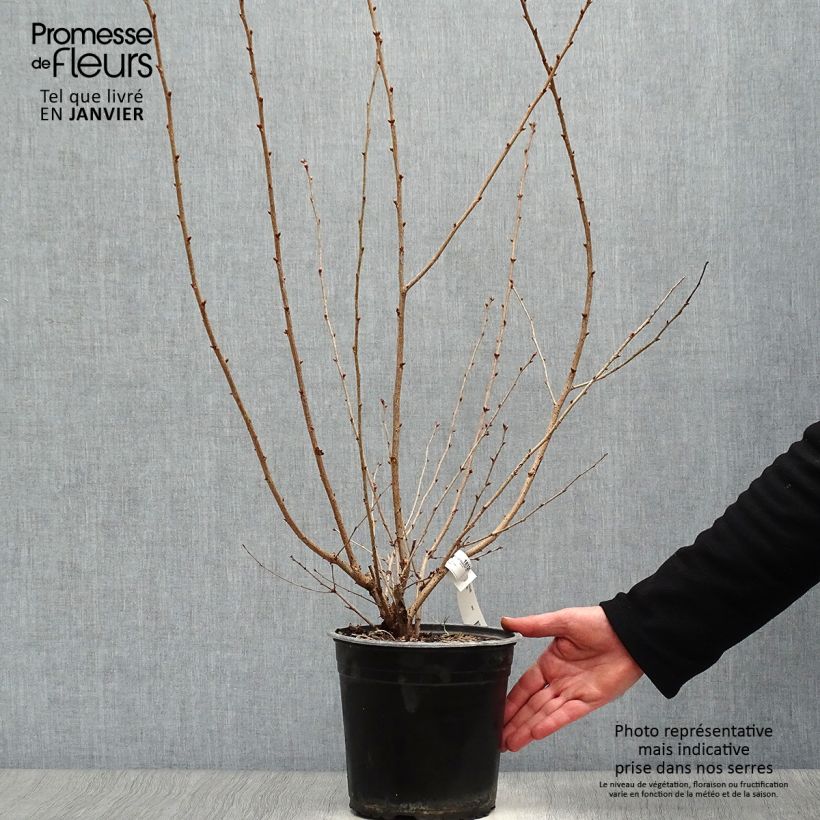 Prunus Okame - Ciliegio da fiore Vaso da 4L/5L esemplare consegnato in inverno