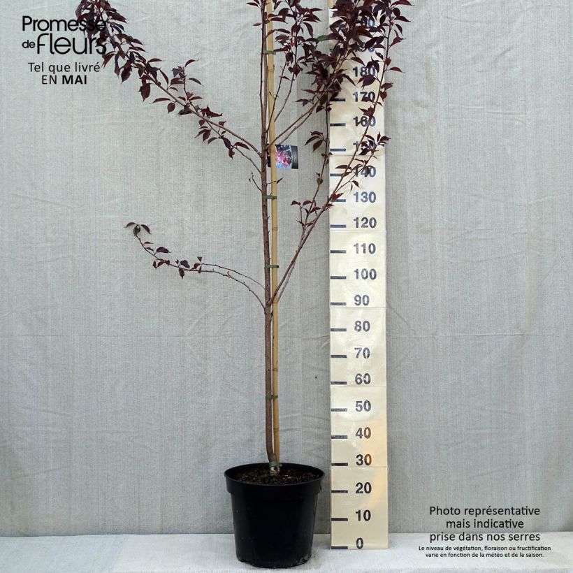 Prunus serrulata Royal Burgundy - Ciliegio da fiore Vaso da 12L/15L esemplare consegnato in primavera