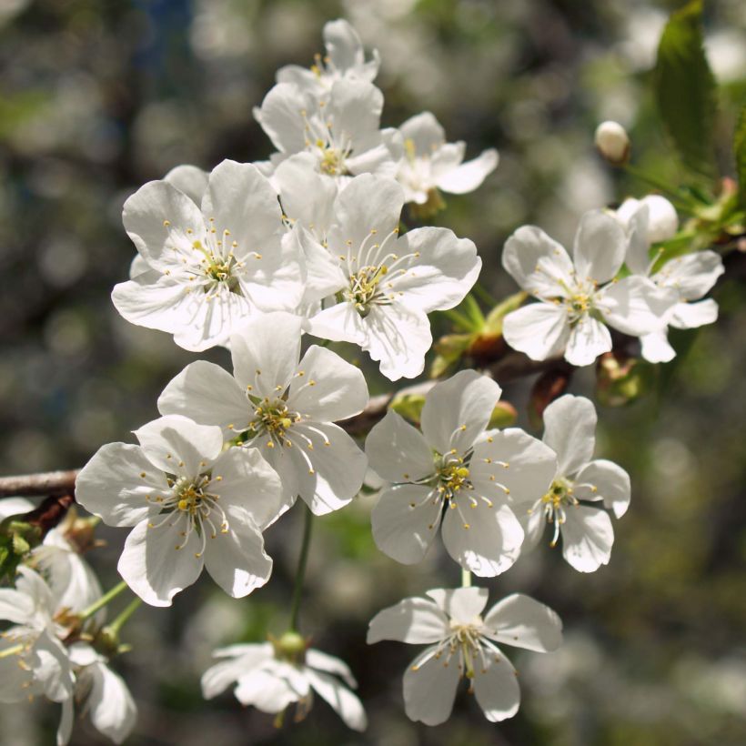 Amareno Anglaise Hâtive (Fioritura)