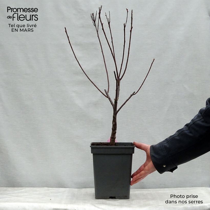 Prunus cistena - Ciliegio da fiore Vaso da 4L/5L esemplare consegnato in primavera
