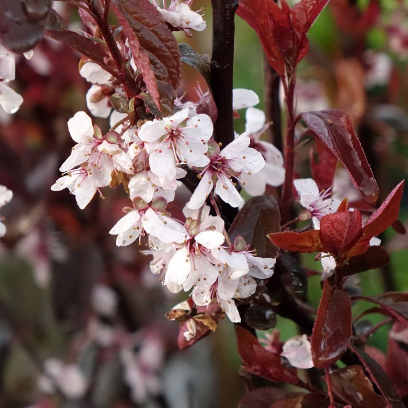 Prunus cistena - Ciliegio da fiore (Fioritura)