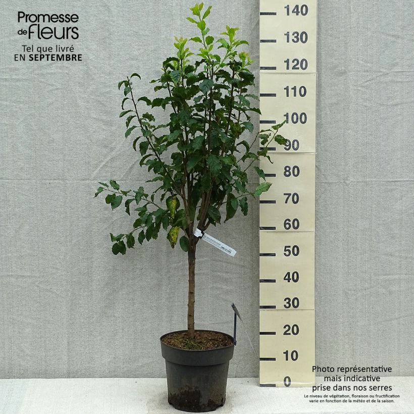 Esemplare di Prugna Hanna Vaso da 7,5L/10L come consegnato in autunno