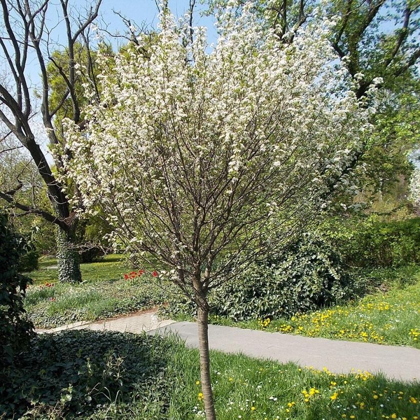Prunus eminens Umbraculifera (Porto)