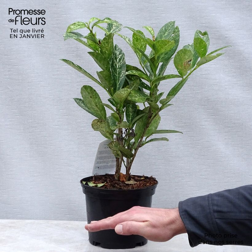 Lauroceraso Marbled White Vaso da 2L/3L esemplare consegnato in inverno