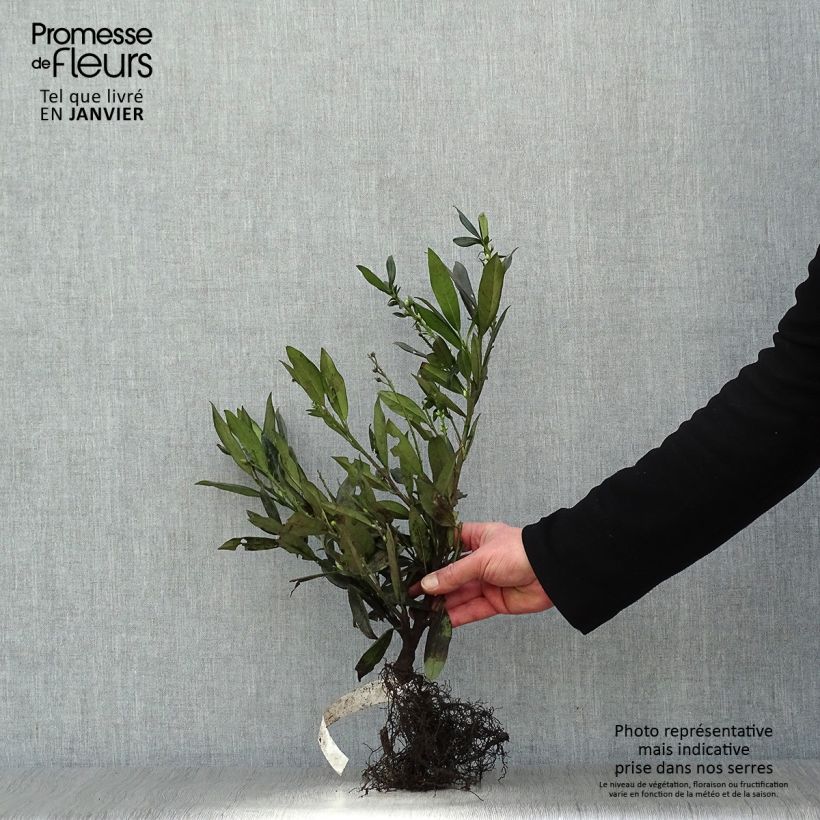 Lauroceraso Otto Luyken Piante piccole a radice nuda esemplare consegnato in inverno