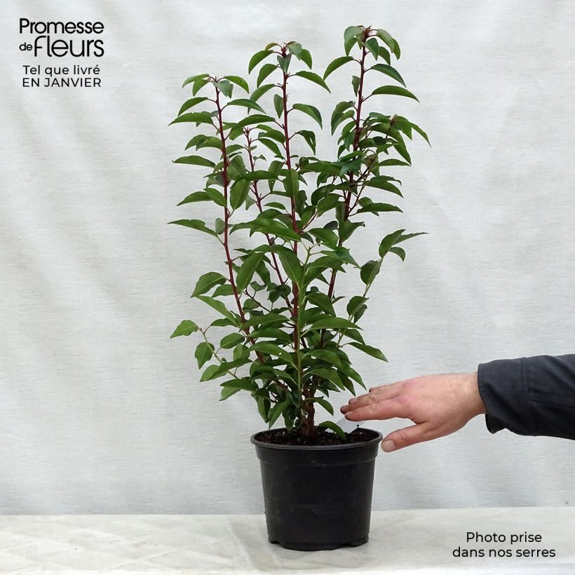 Prunus lusitanica Angustifolia - Lauro del Portogallo Vaso da 3L/4L esemplare consegnato in inverno