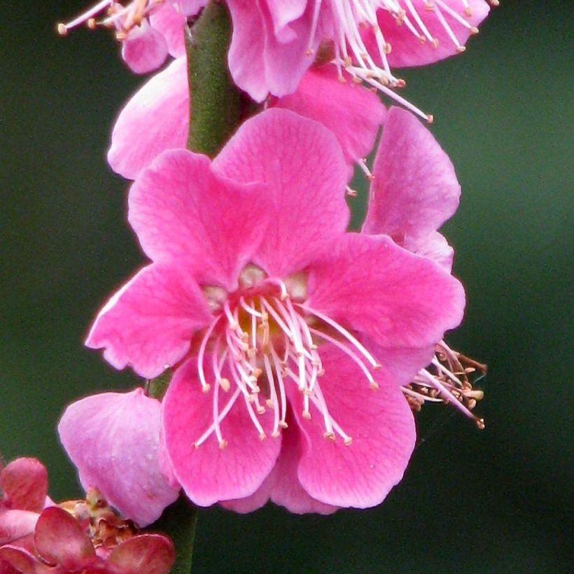 Prunus mume Beni Chidori - Albicocco giapponese (Fioritura)