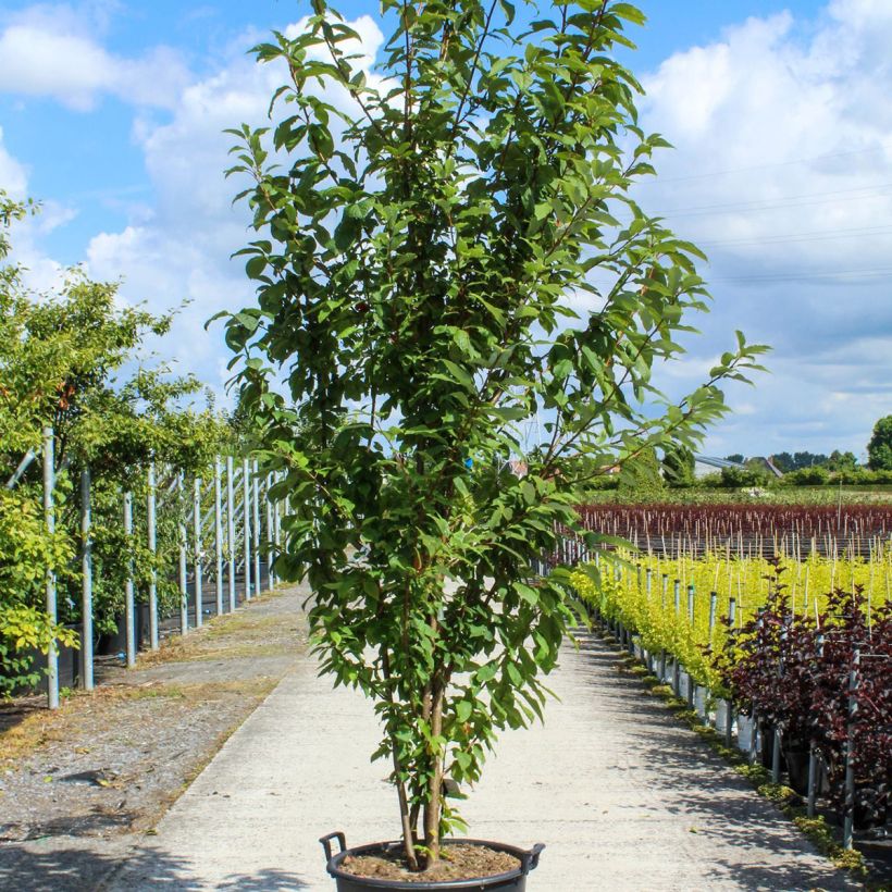 Prunus padus - Pado Vaso da 80L/90L esemplare consegnato in primavera