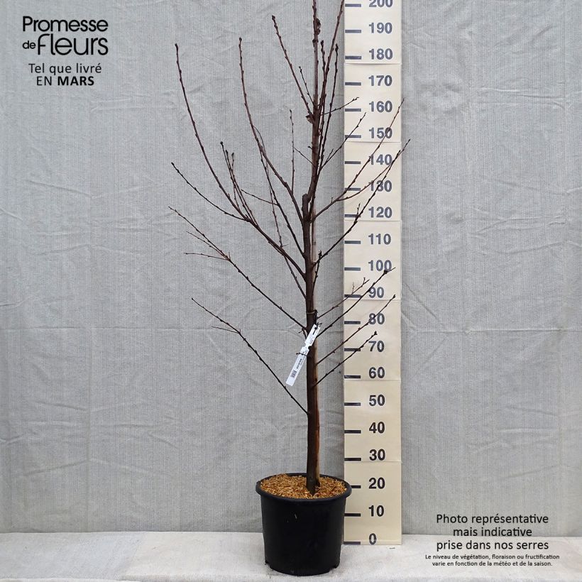Prunus padus Le Thoureil - Pado Vaso da 12L/15L esemplare consegnato in inverno