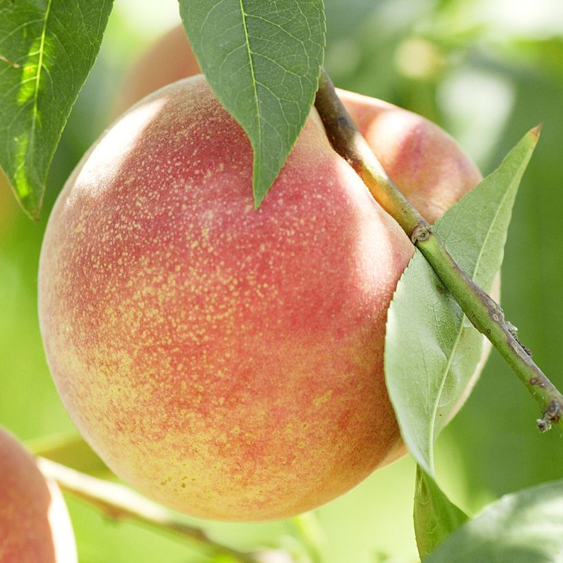 Pesco di vigna bianca 2 (Raccolta)