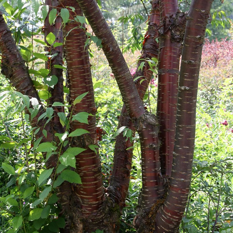 Prunus serrula - Ciliegio da fiore (Porto)