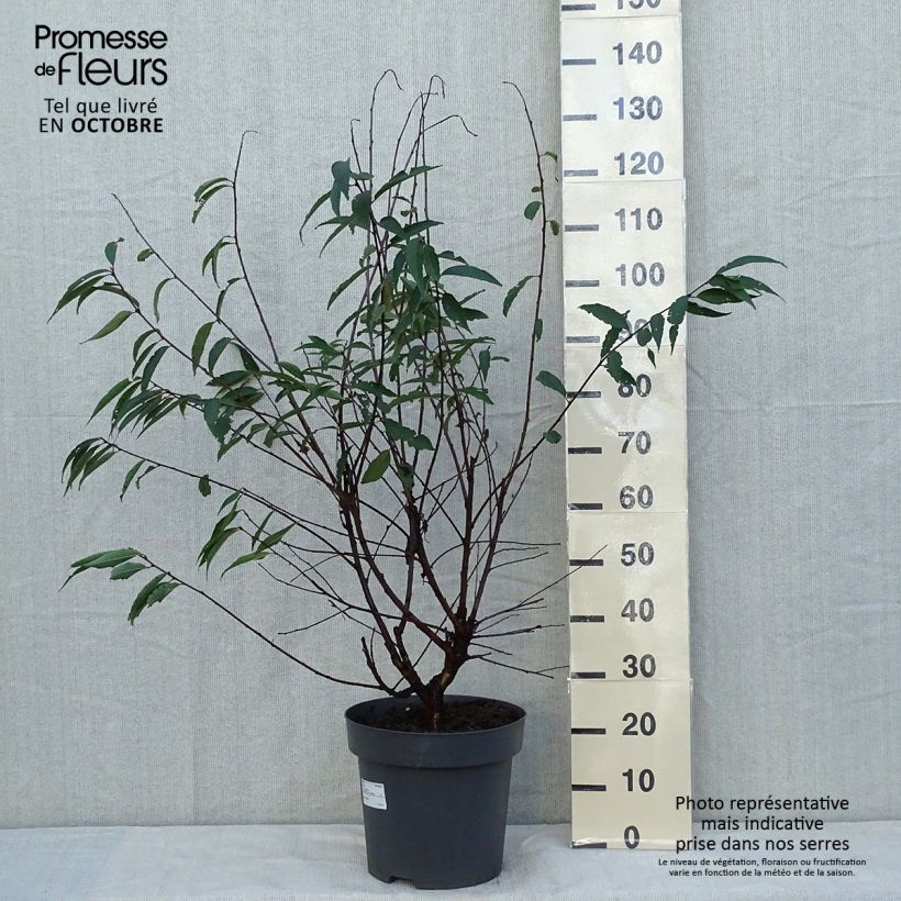 Esemplare di Prunus serrula - Ciliegio da fiore Vaso da 12L/15L come consegnato in autunno